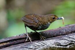 Image of Pygmy Cupwing