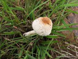 Image of Macrolepiota zeyheri Heinem. 1962