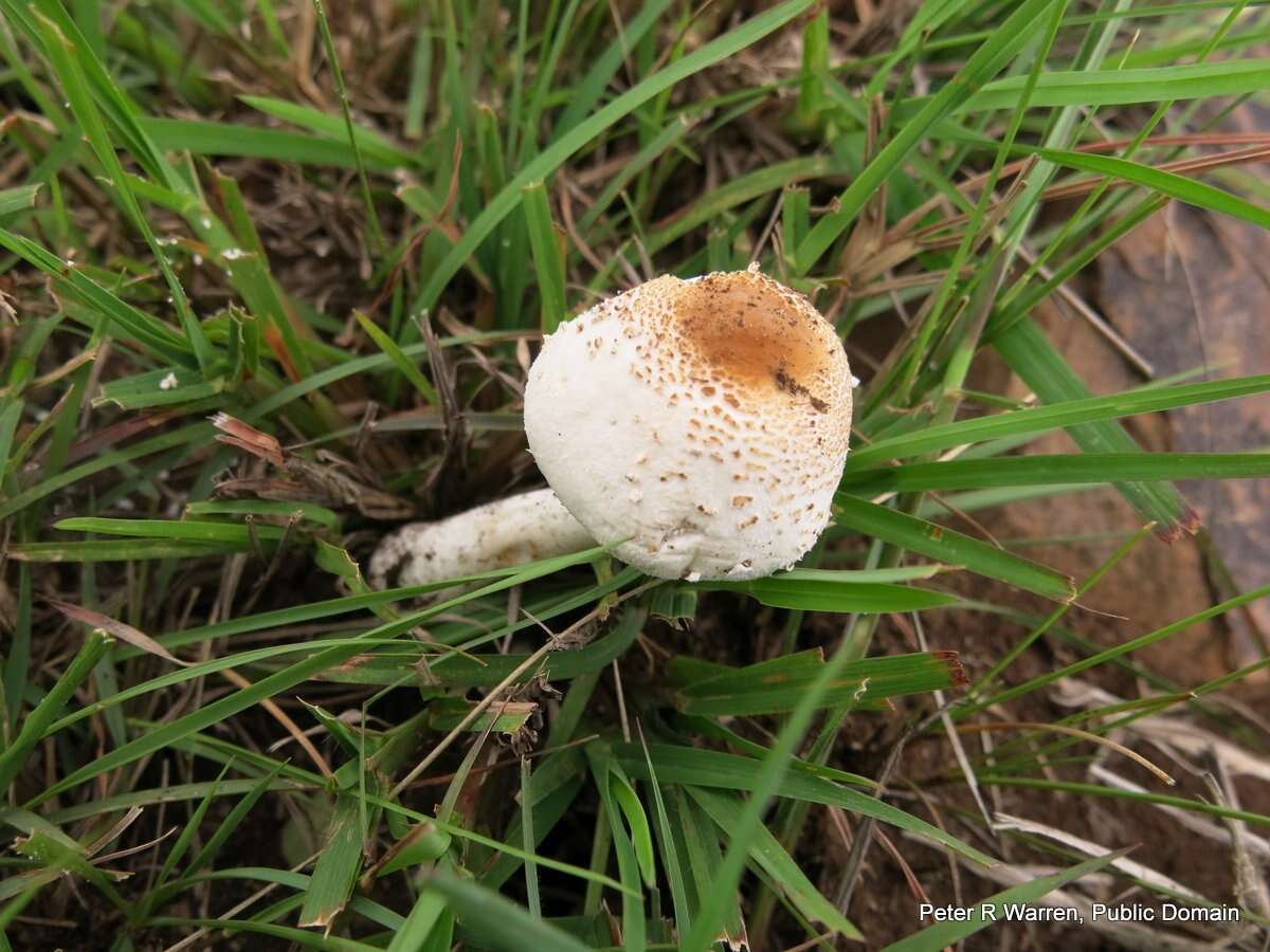 Слика од Macrolepiota zeyheri Heinem. 1962