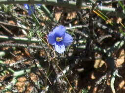 Image of Heliophila leptophylla Schltr.