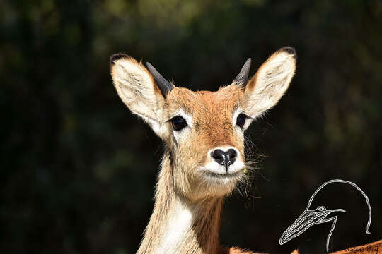 Image of Red Lechwe