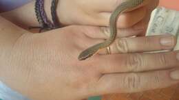 Image of Paraguay Green Racer