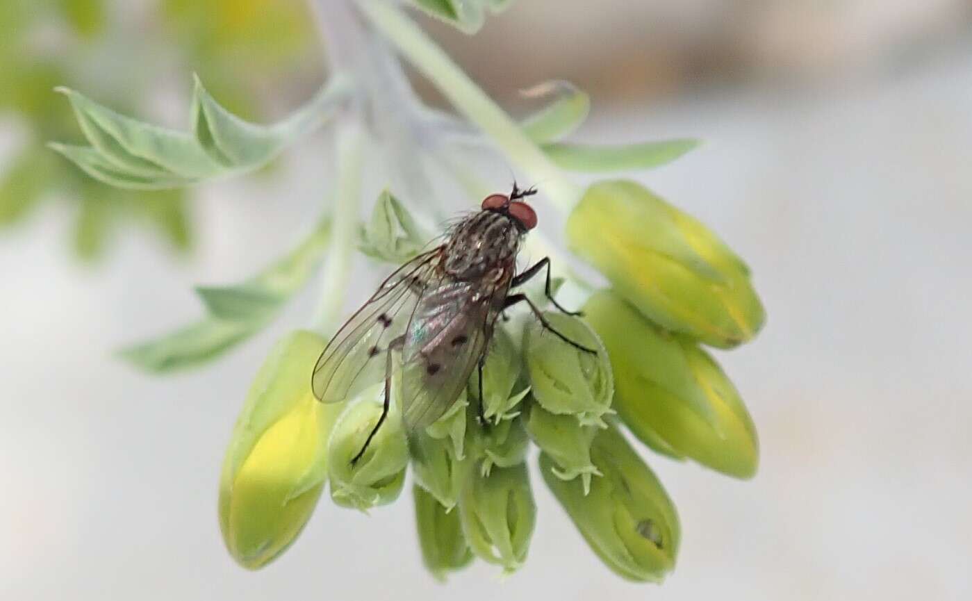 Plancia ëd Anthomyia ochripes Thomson 1869