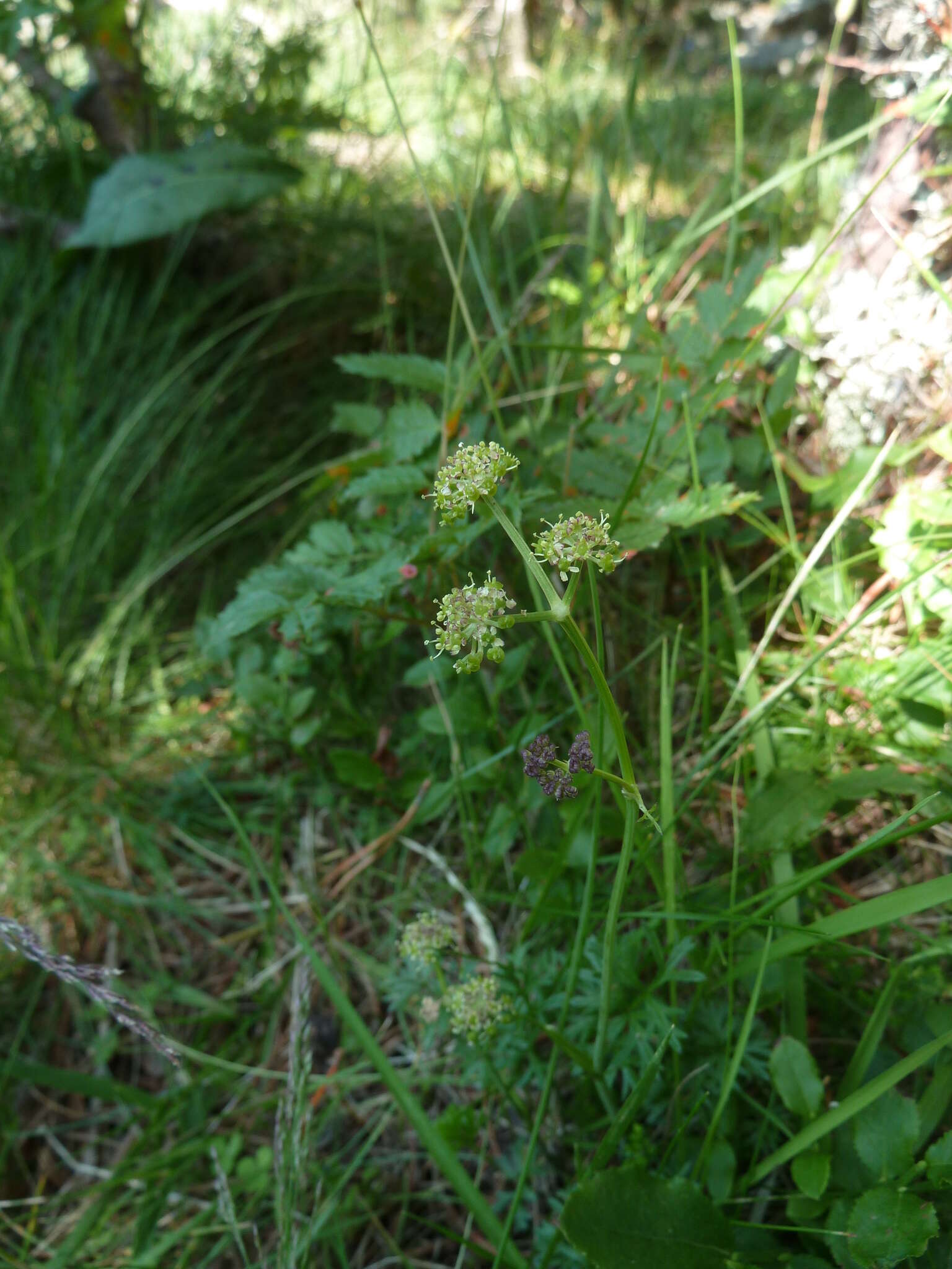 Image of Angelica pyrenaea (L.) Sprengel