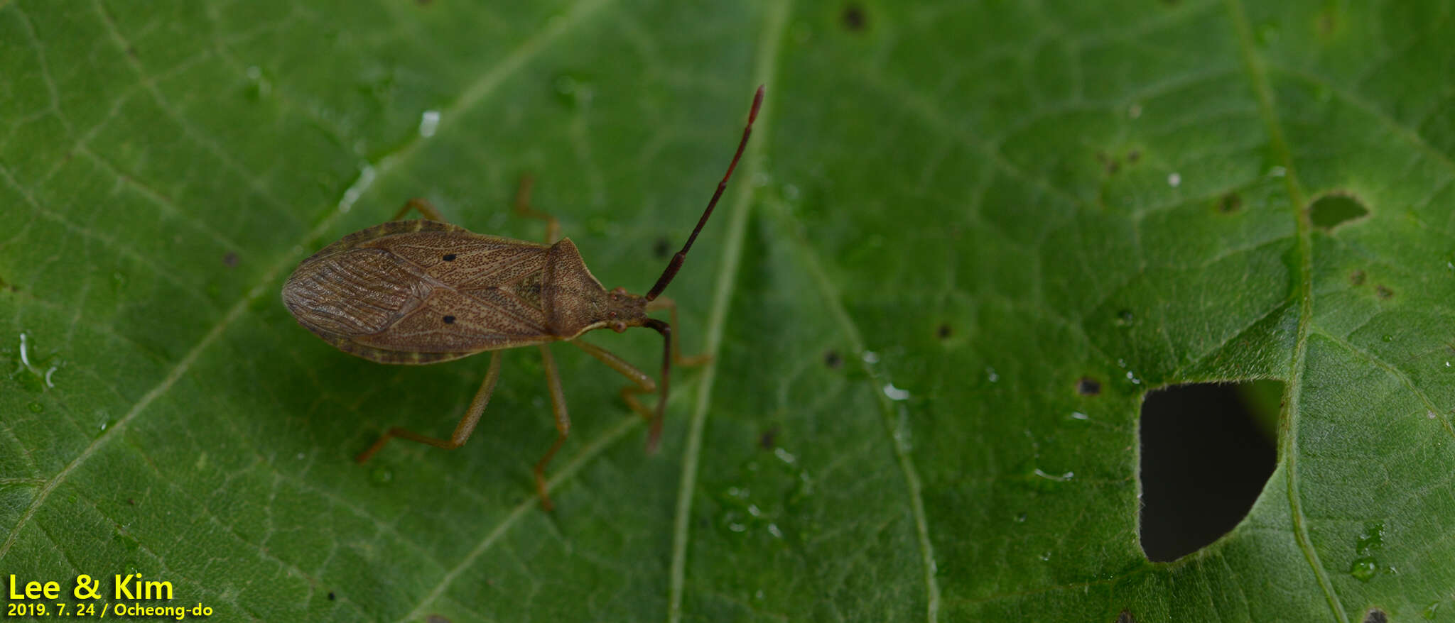 Plancia ëd Homoeocerus (Tliponius) unipunctatus (Thunberg 1783)