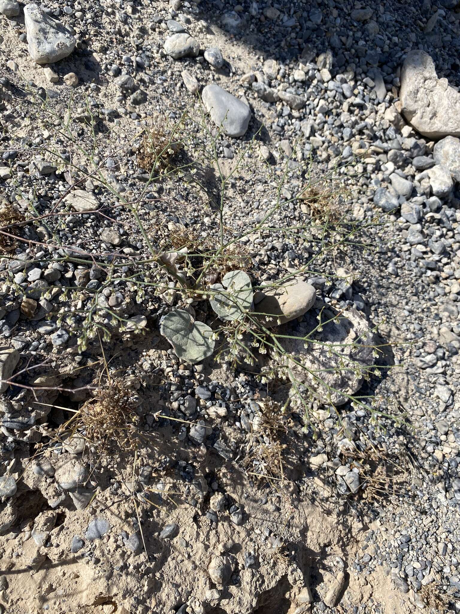 Image of Parry's buckwheat