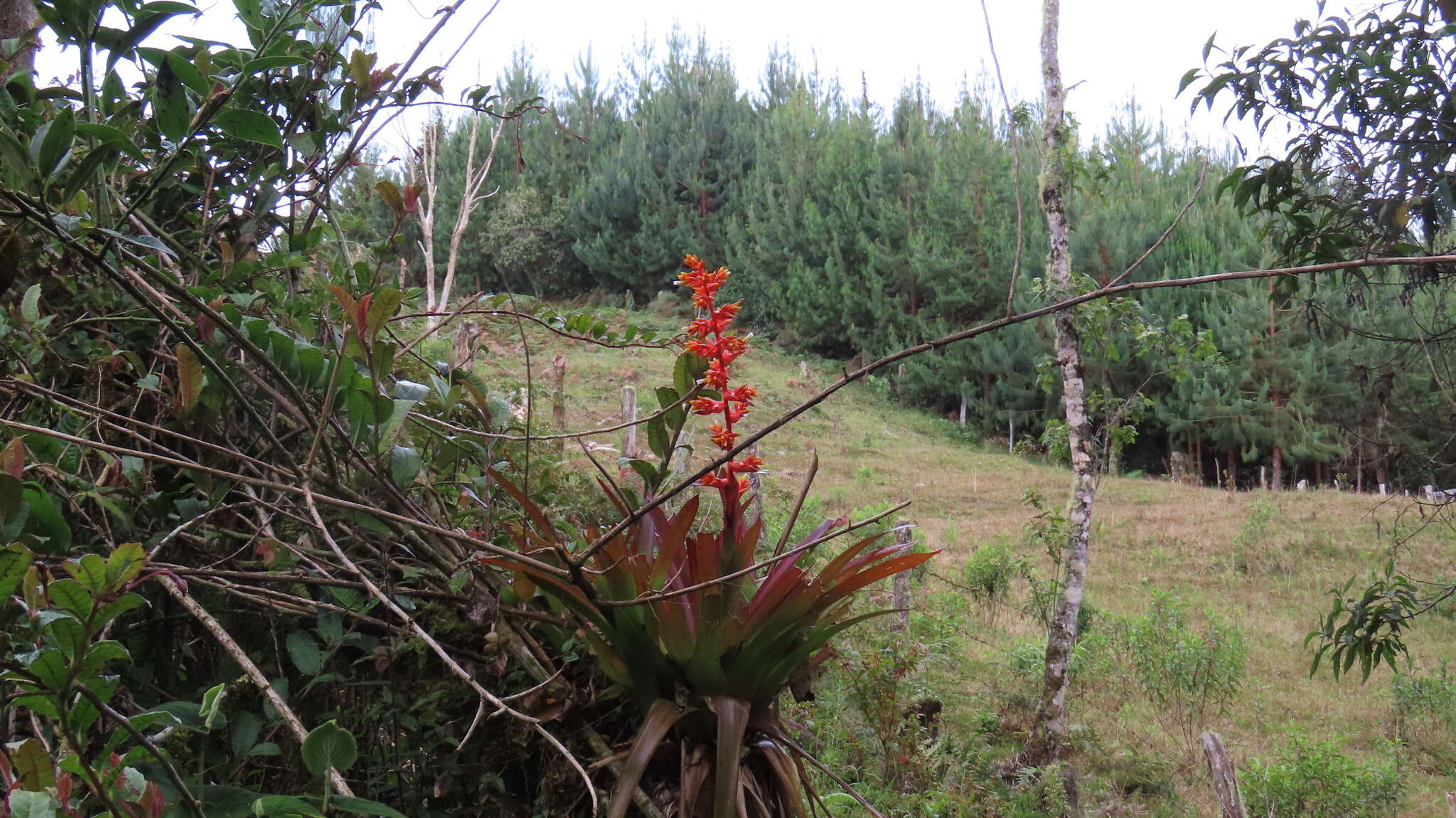 Image of Guzmania multiflora (André) André ex Mez