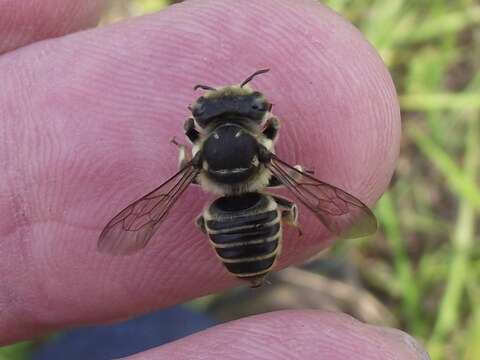 Imagem de Megachile albitarsis Cresson 1872