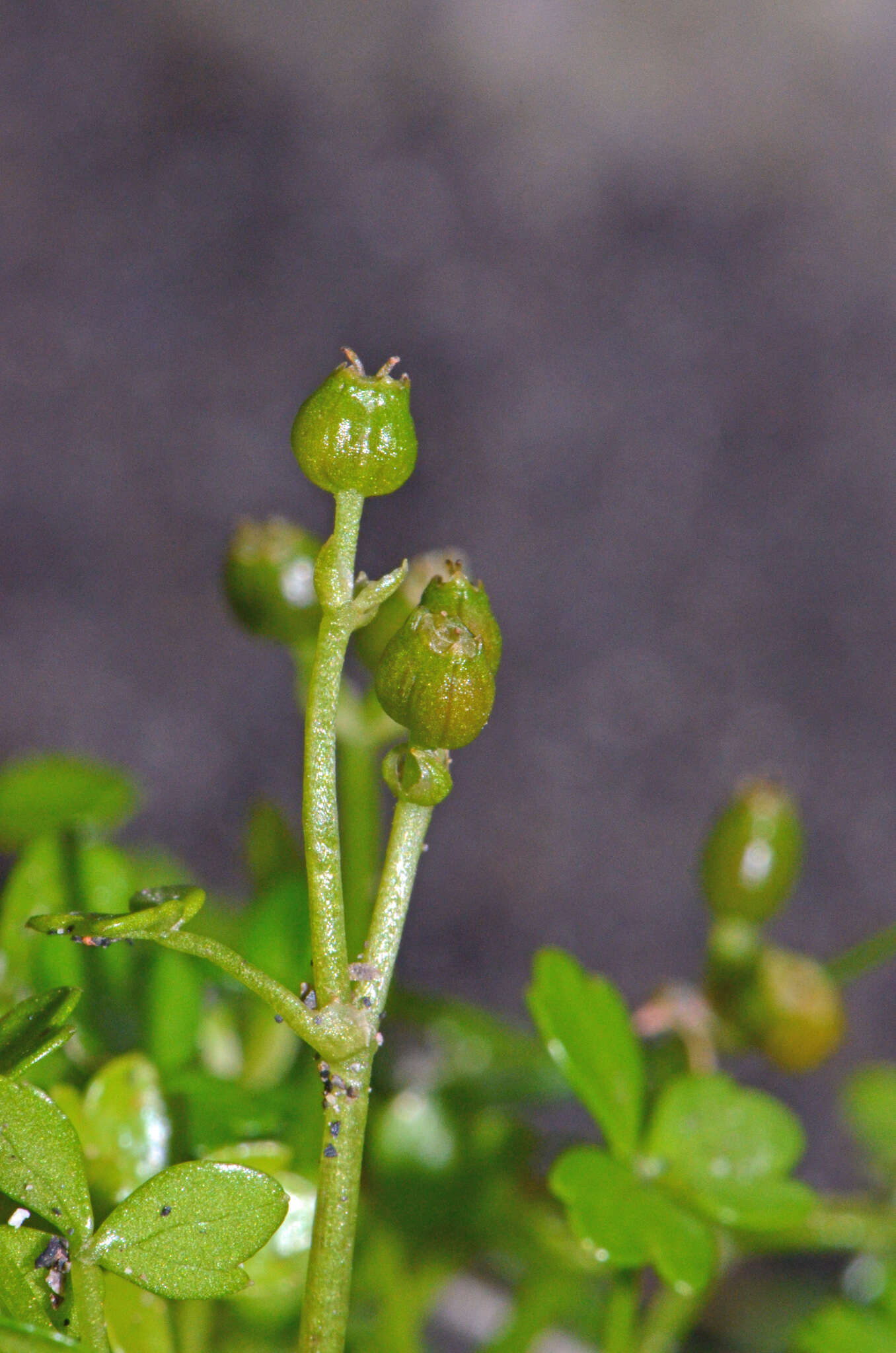 صورة Azorella nitens Petrie