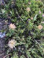 Plancia ëd Leucospermum heterophyllum (Thunb.) Rourke