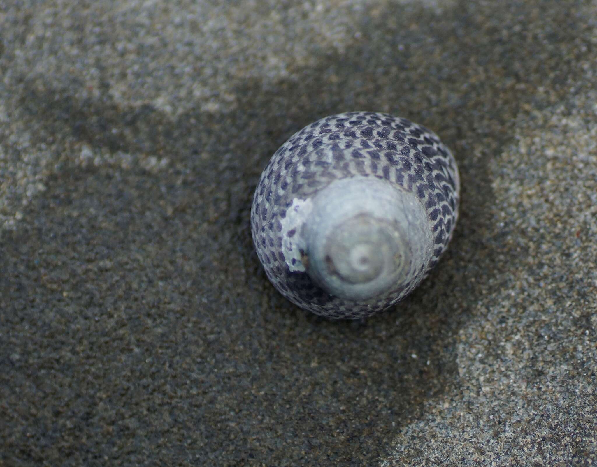 Image de Chlorodiloma adelaidae (Philippi 1848)