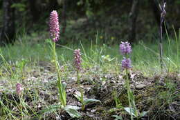 Image of Orchis bergonii Nanteuil