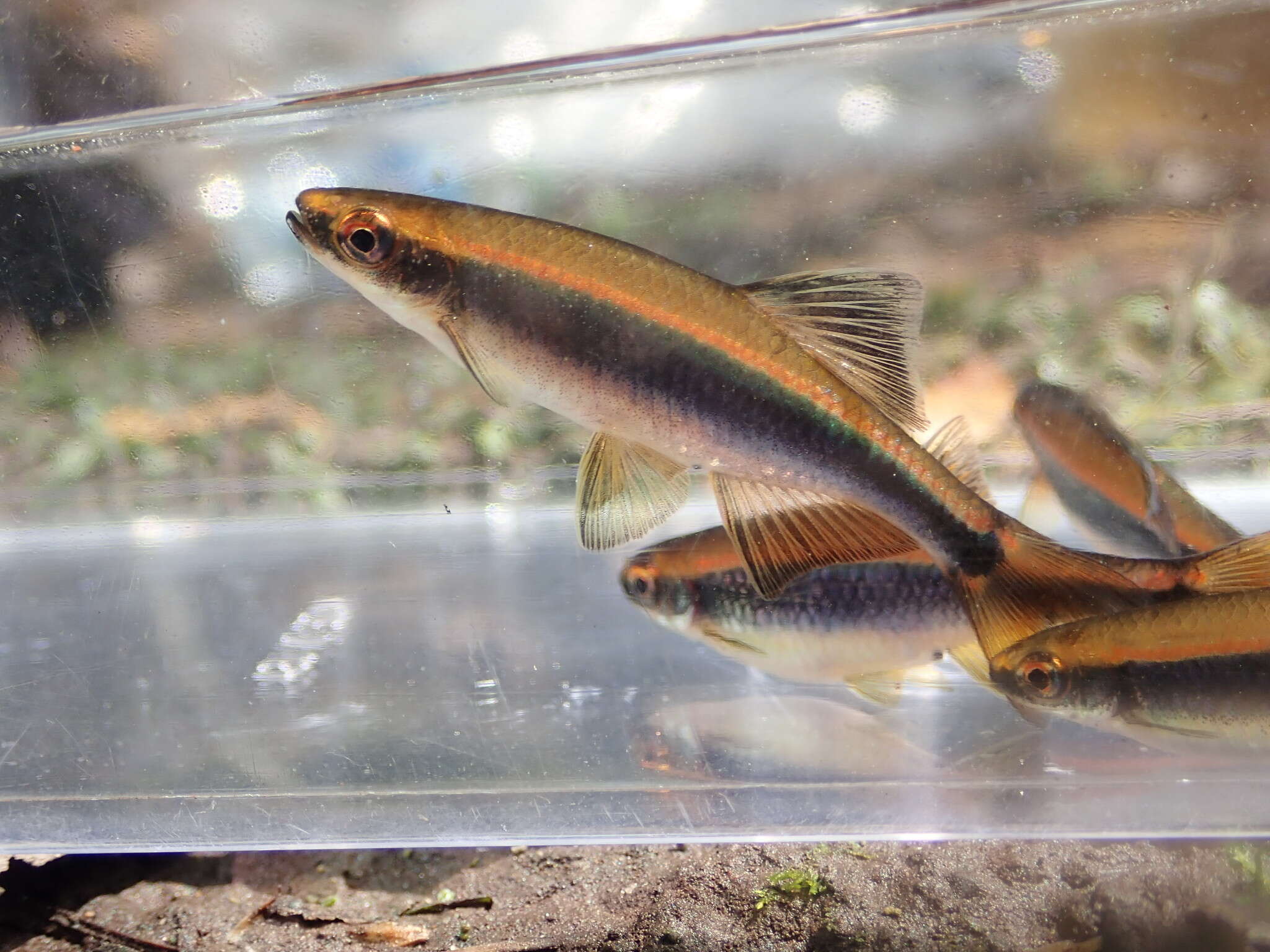 Image of Apalachee shiner