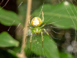 Imagem de Araneus unanimus (Keyserling 1879)