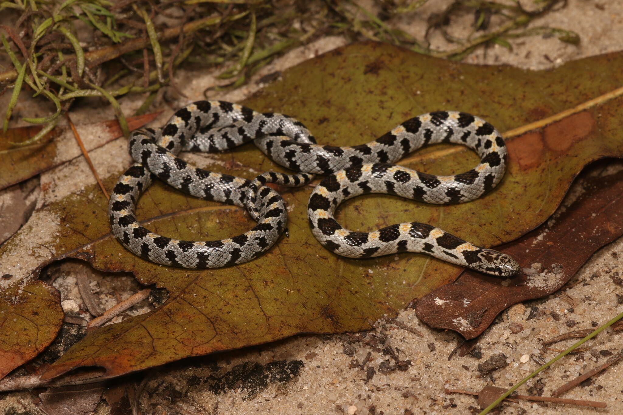 Lampropeltis extenuata (Brown 1890)的圖片