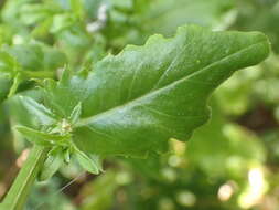 Senecio glastifolius L. fil. resmi