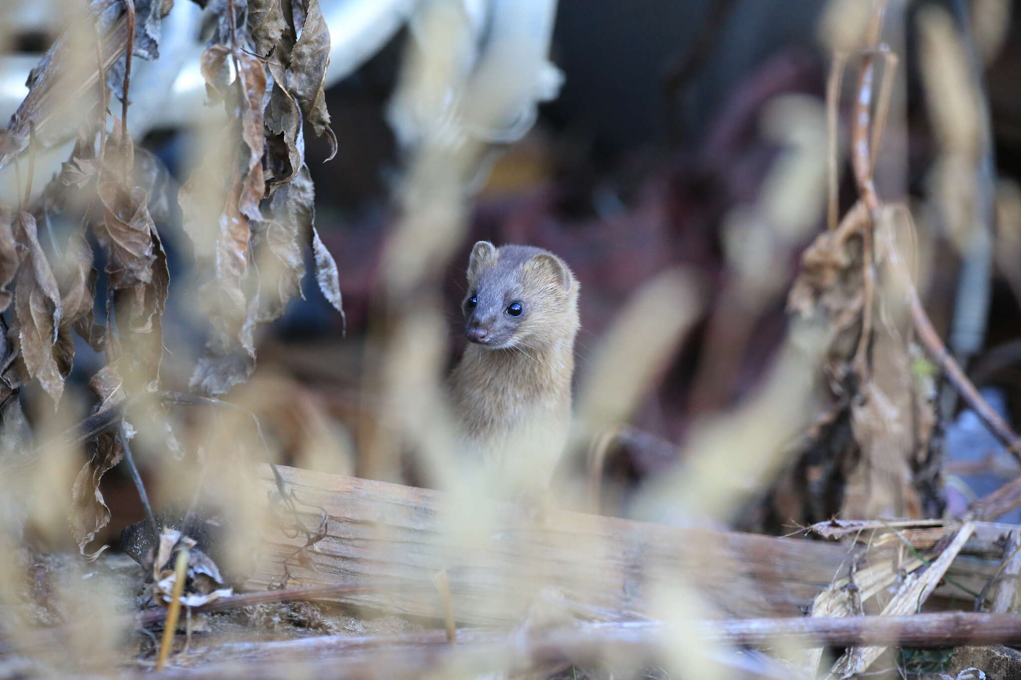 Image of Siberian Weasel