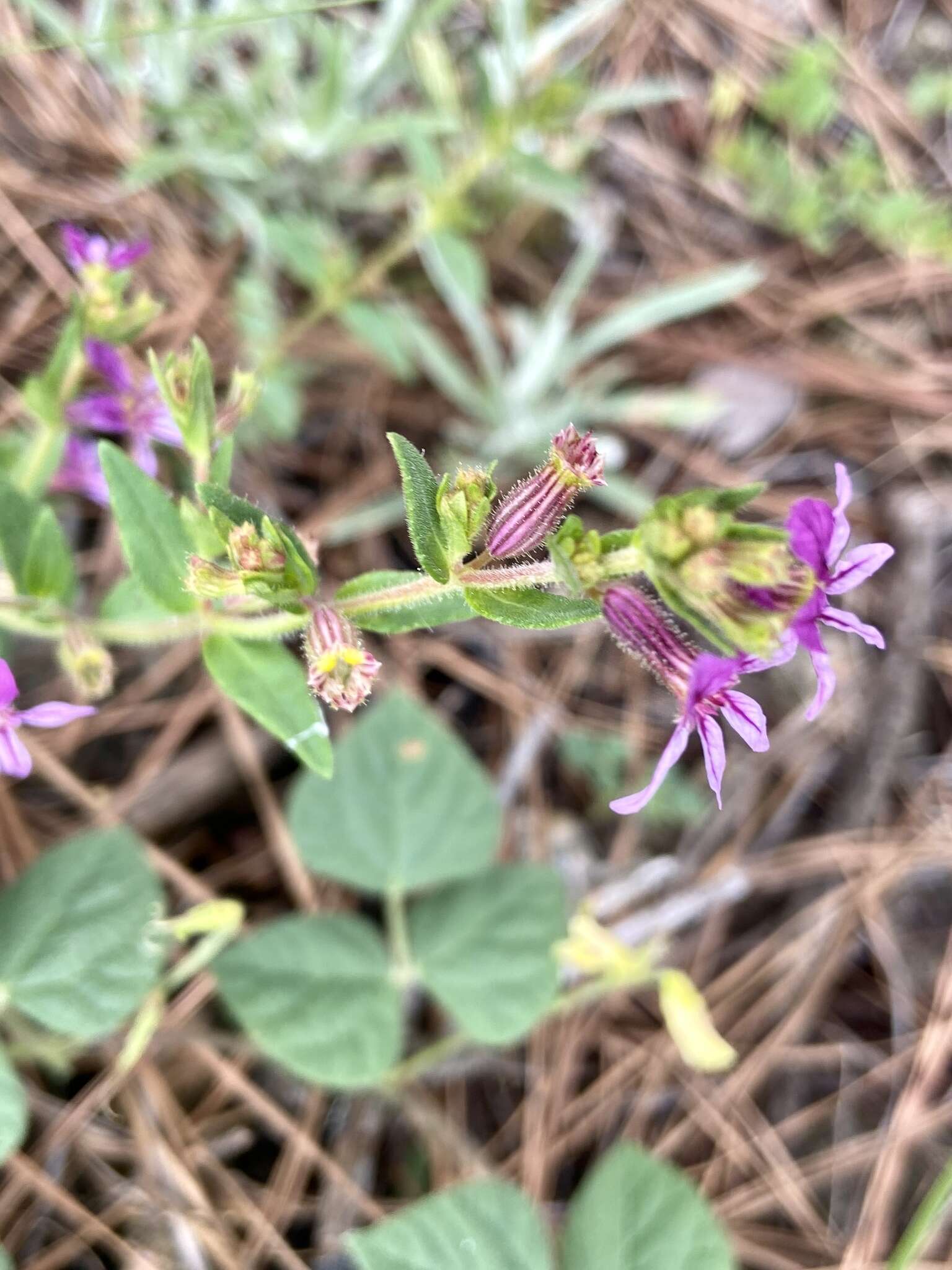 Image of Sticky Waxweed