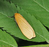 Image of orange footman