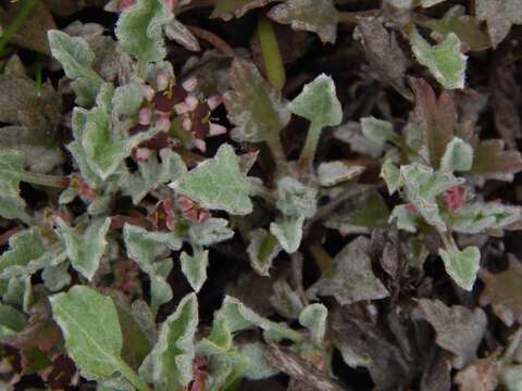 Image of Centella capensis (L.) Domin