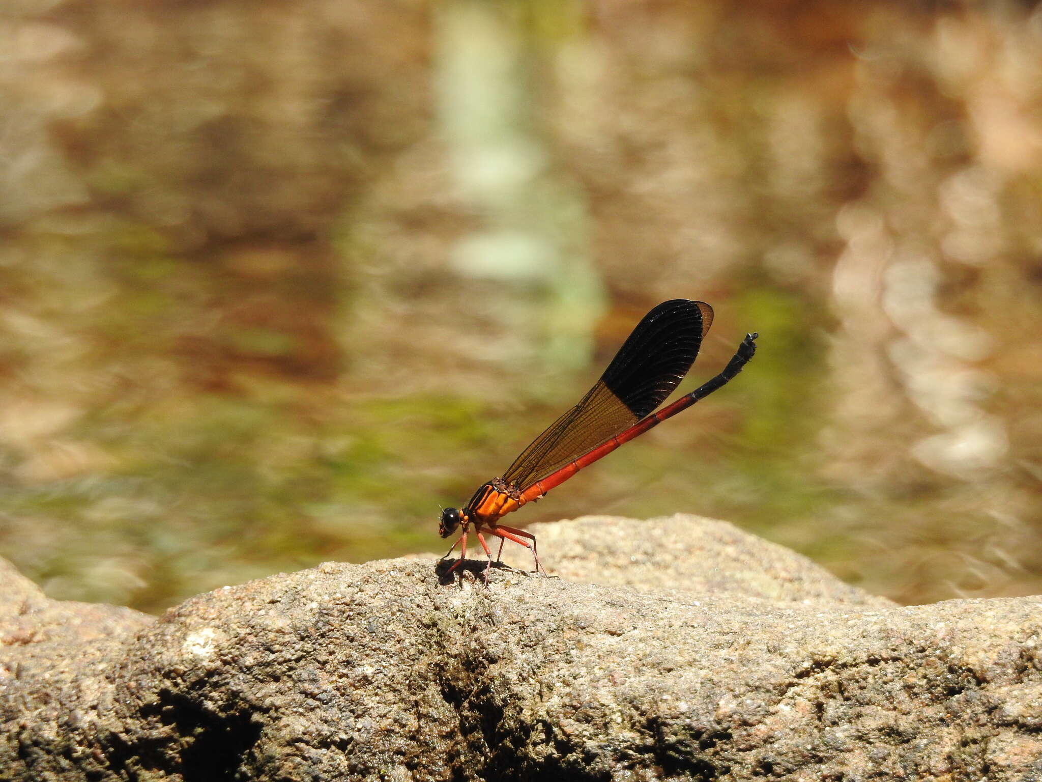 Image of Euphaea cardinalis (Fraser 1924)