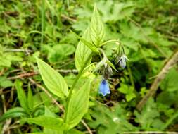 Image of tall bluebells