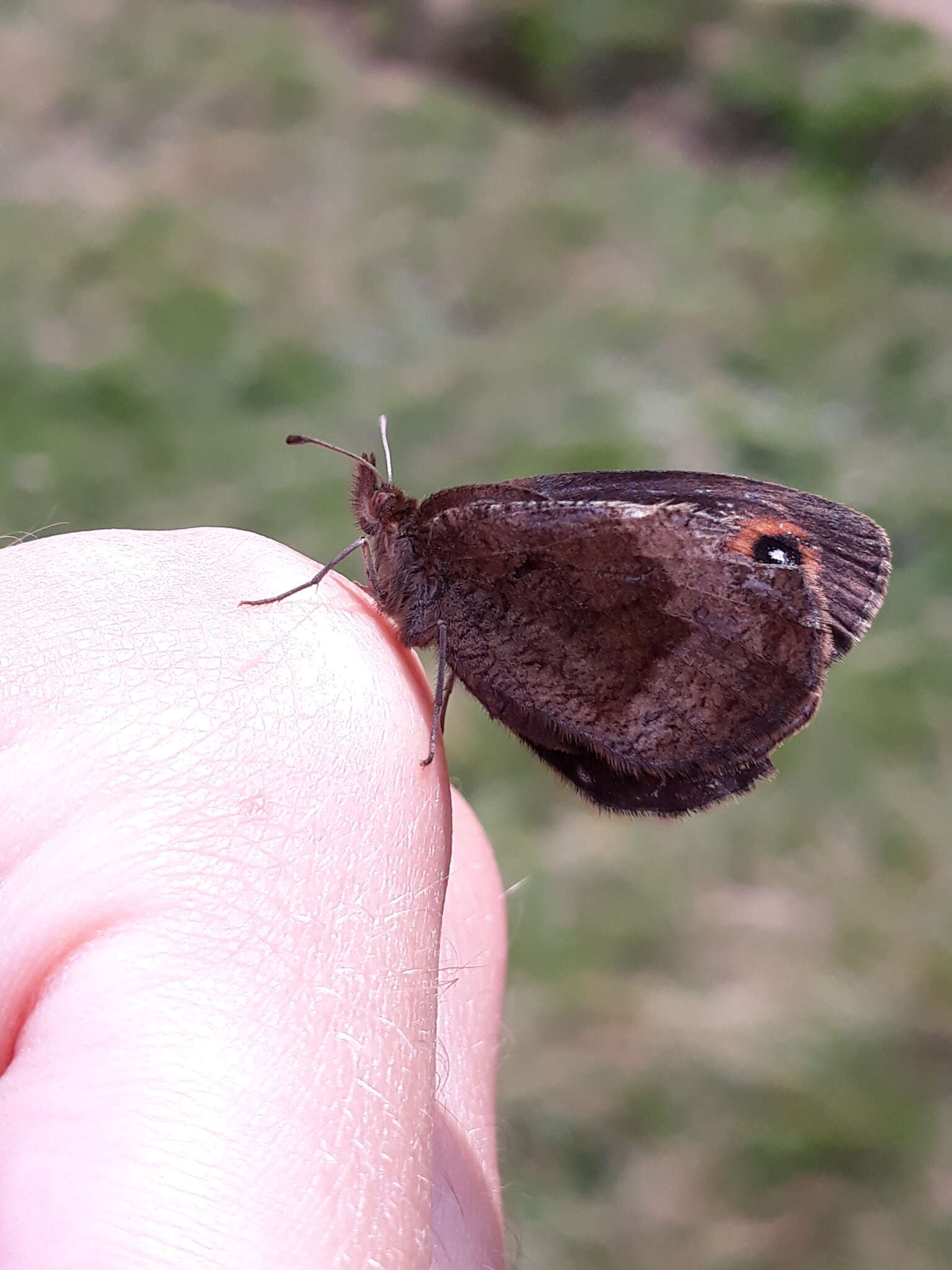 Image of Water Ringlet