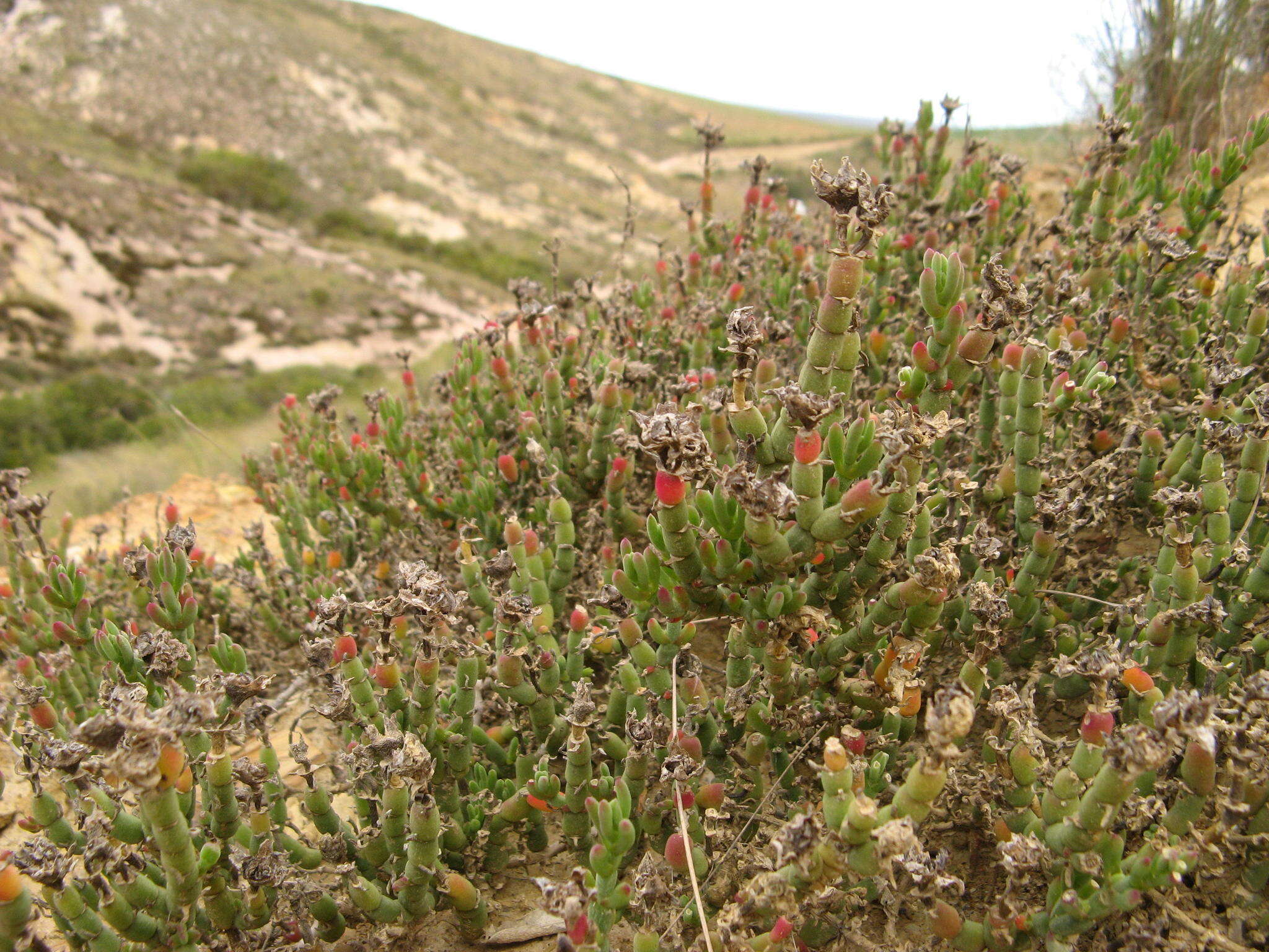Image of Mesembryanthemum napierense Klak