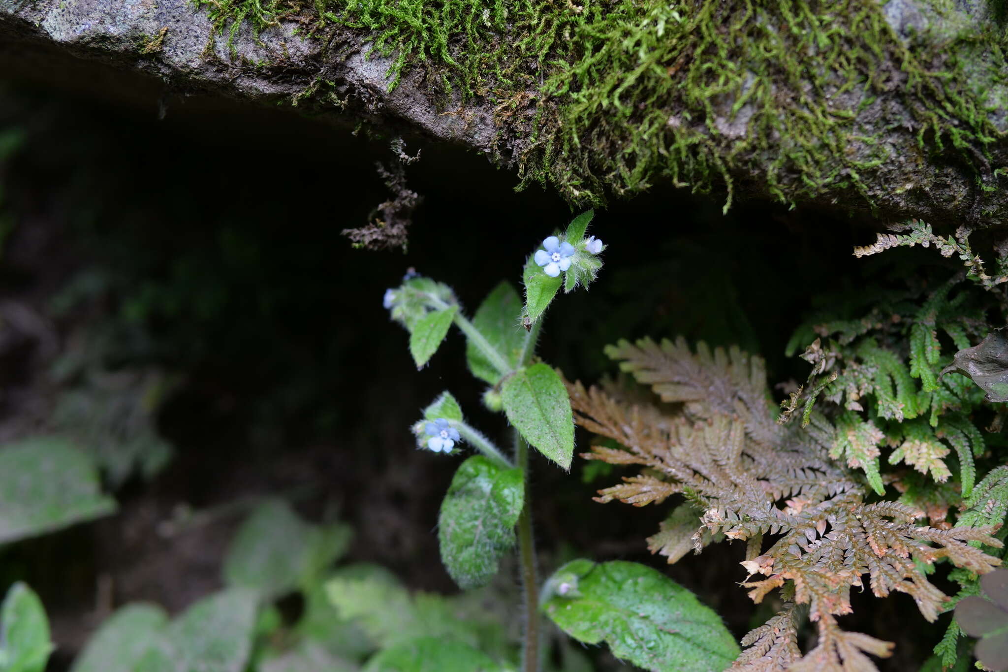 Plancia ëd Thyrocarpus sampsonii Hance