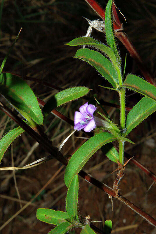 Image of Barleria oxyphylla Lindau