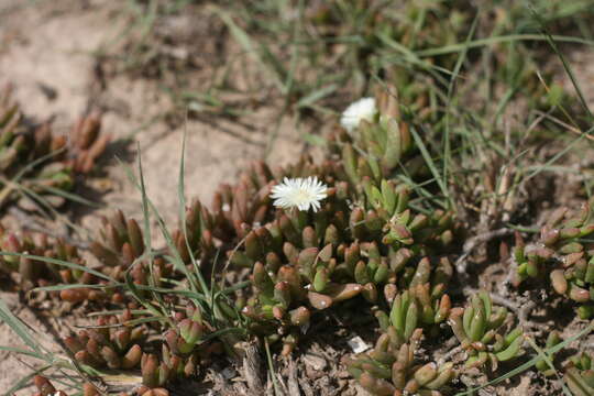 Image of Delosperma hollandii L. Bol.