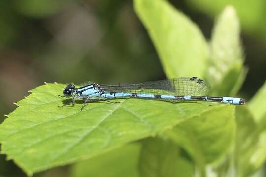 Image of New England Bluet