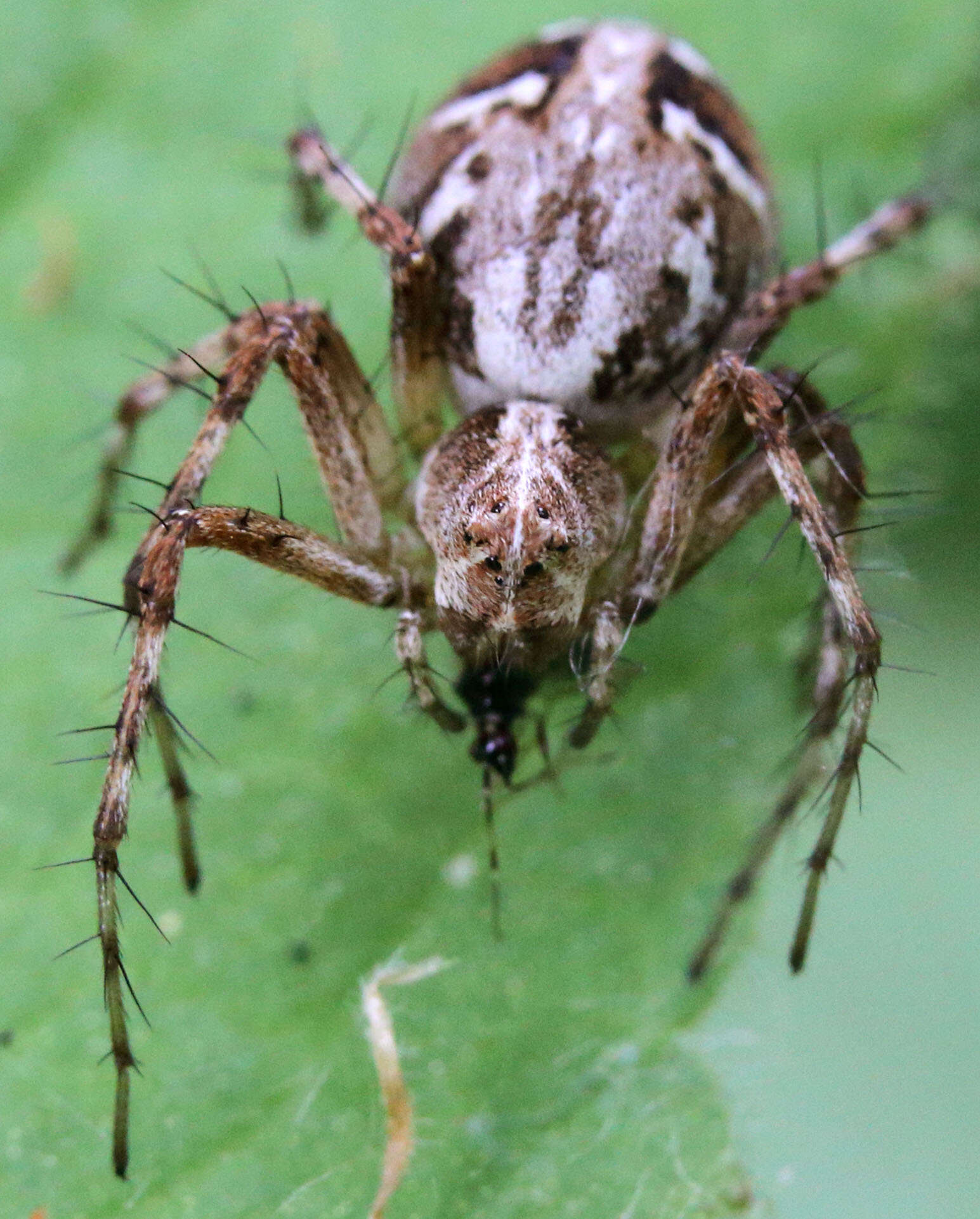 Image of Western Lynx Spider