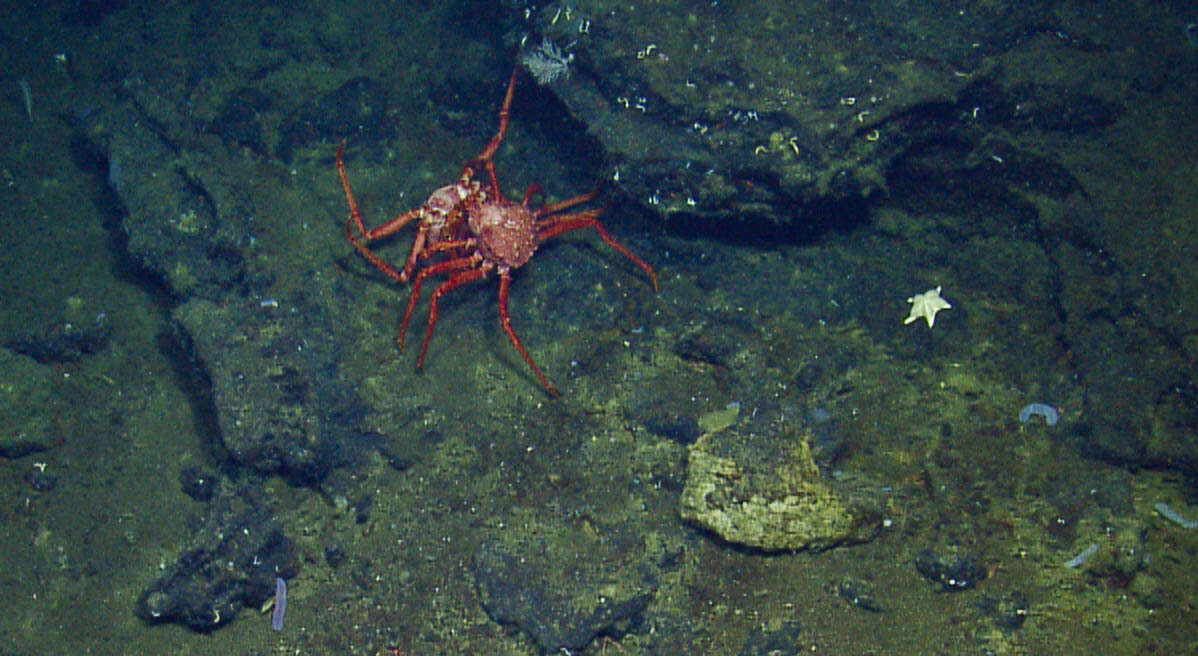 Image of deep-sea crab