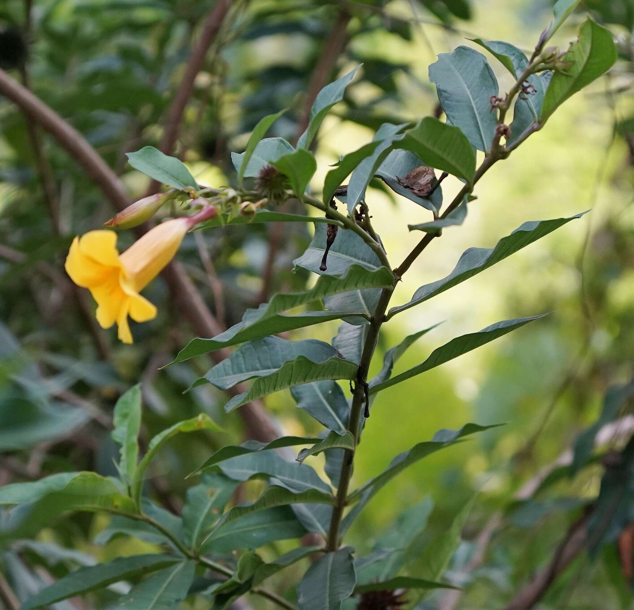 Image of bush allamanda