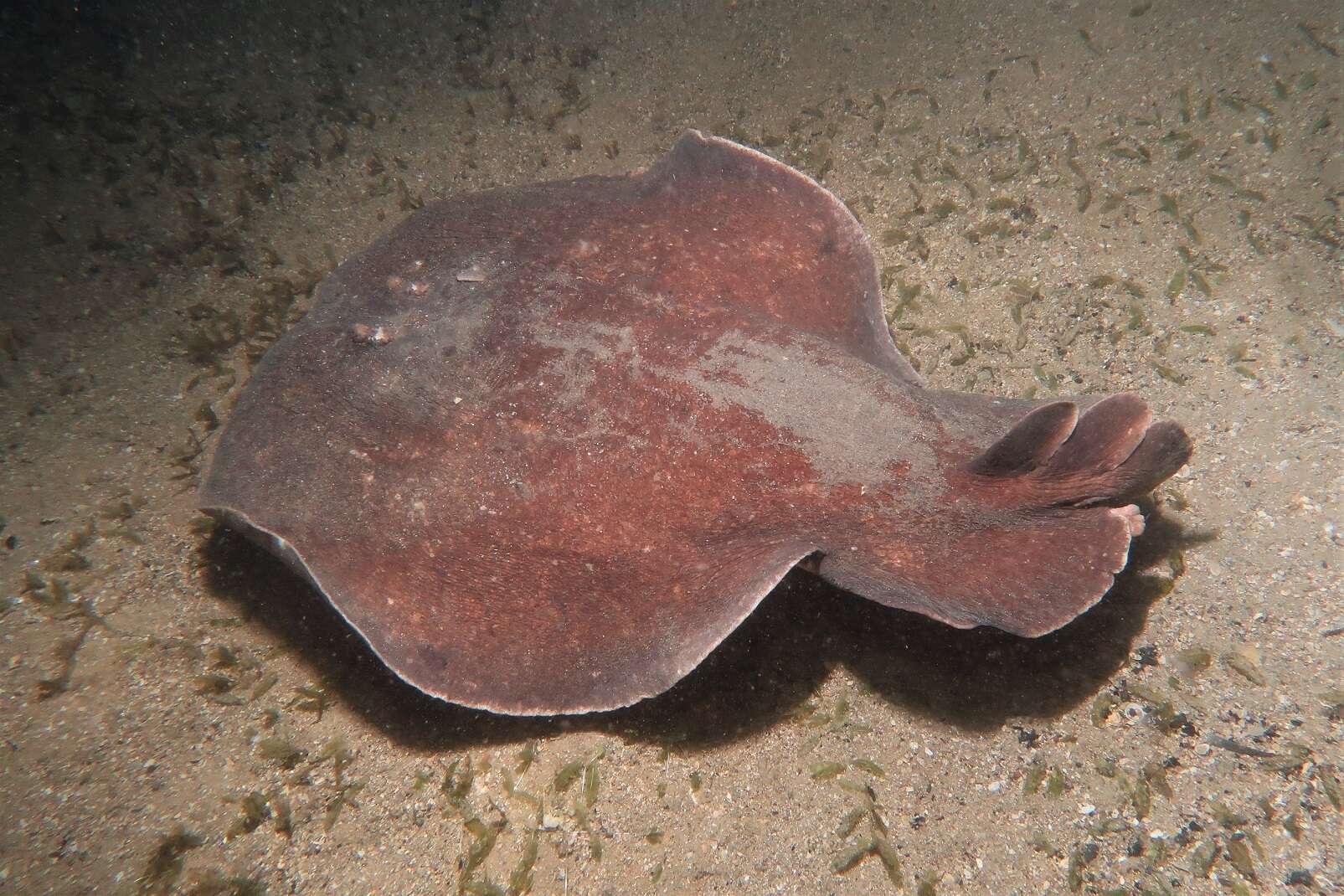 Image of coffin rays