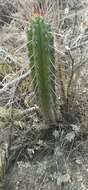 Image of Cleistocactus sepium (Kunth) F. A. C. Weber