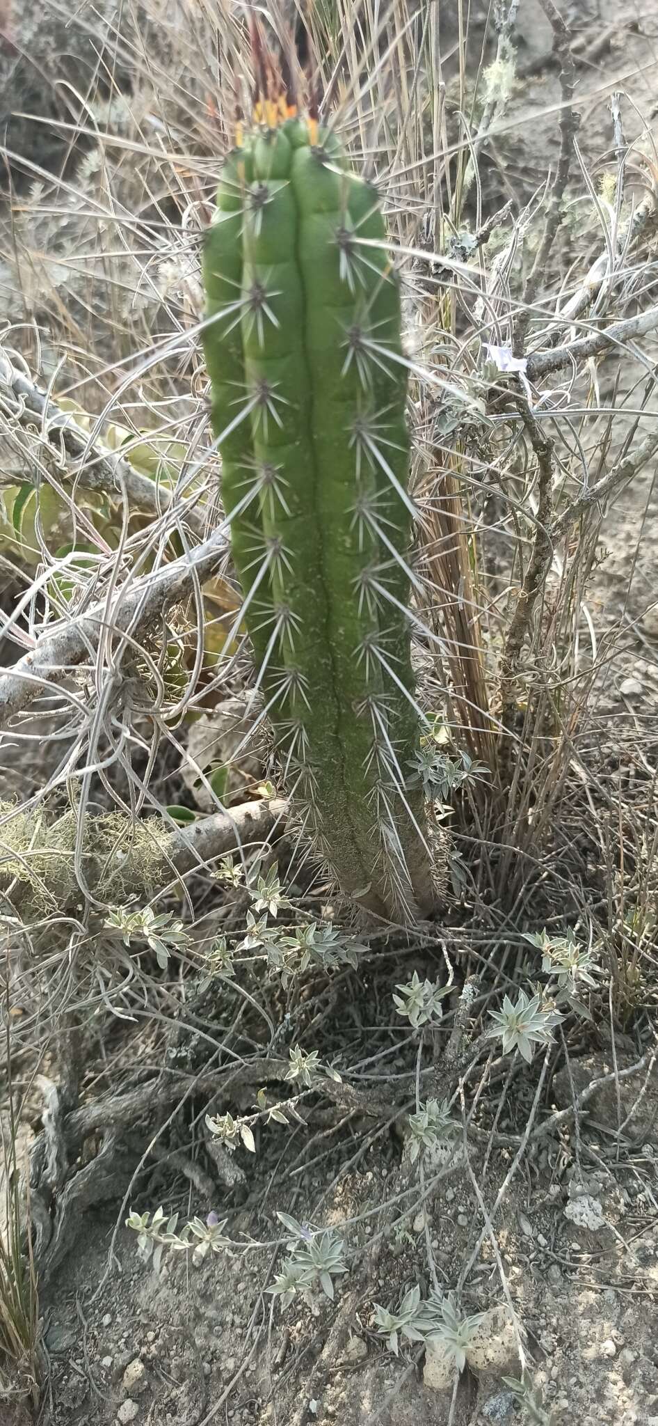 Image of Cleistocactus sepium (Kunth) F. A. C. Weber