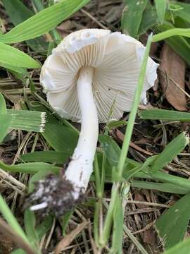 Слика од Saproamanita prairiicola (Peck) Redhead, Vizzini, Drehmel & Contu 2016