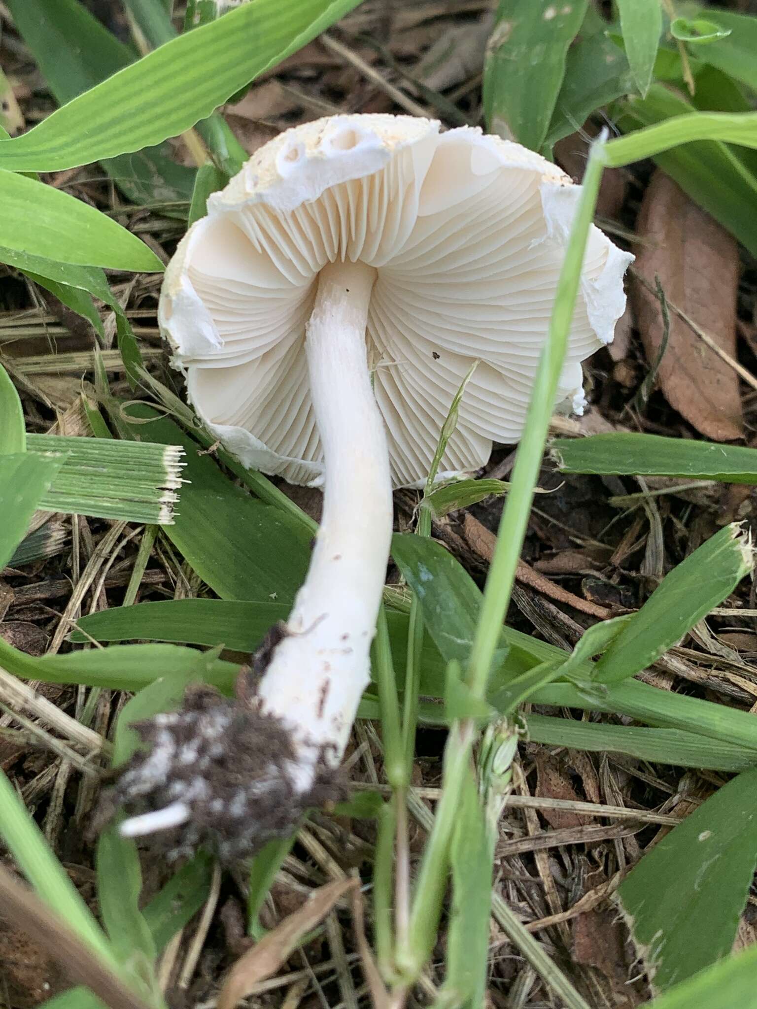 Слика од Saproamanita prairiicola (Peck) Redhead, Vizzini, Drehmel & Contu 2016