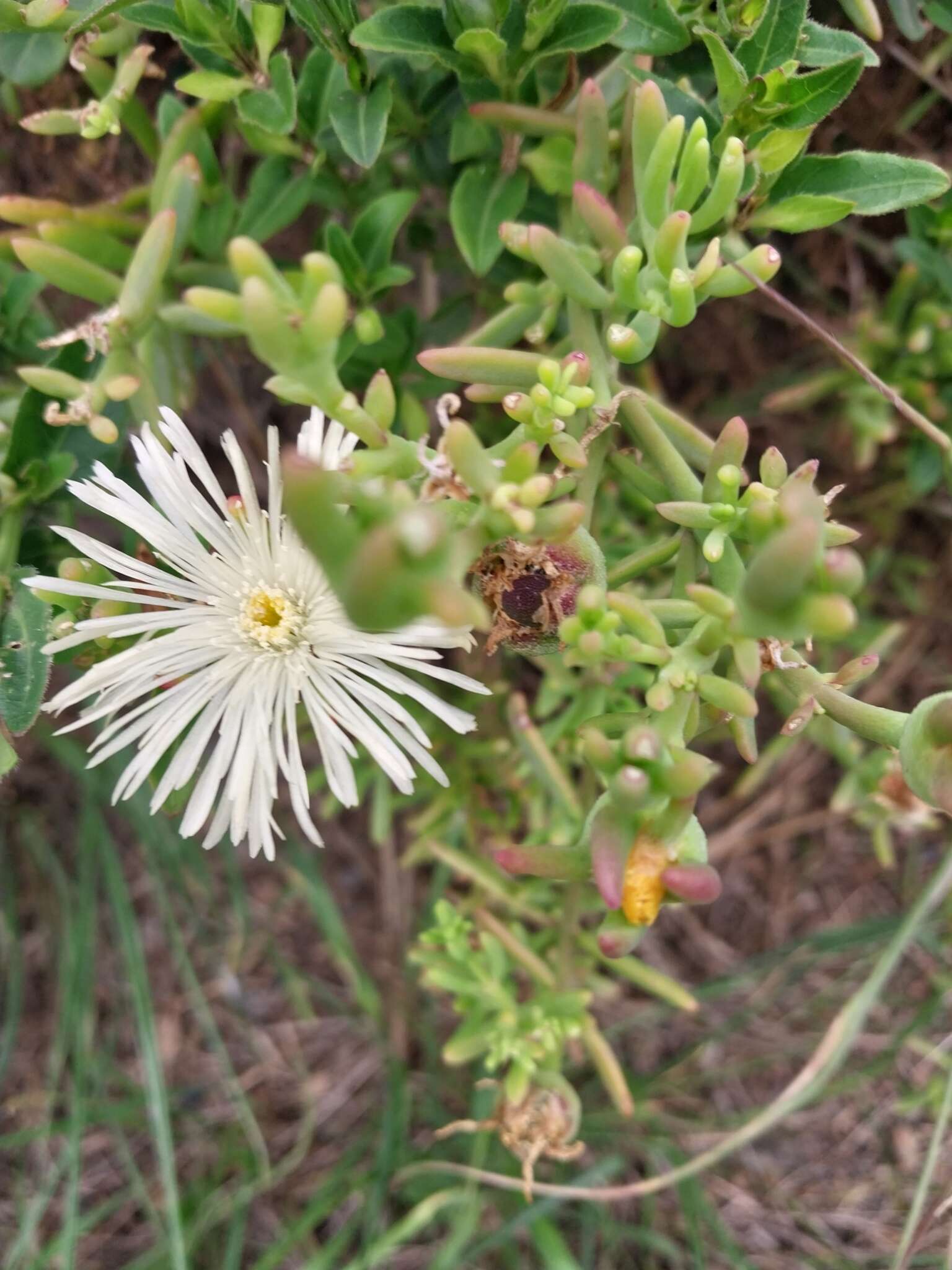 Imagem de Mesembryanthemum splendens subsp. splendens