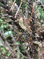 Image of Red-headed Pine Sawfly