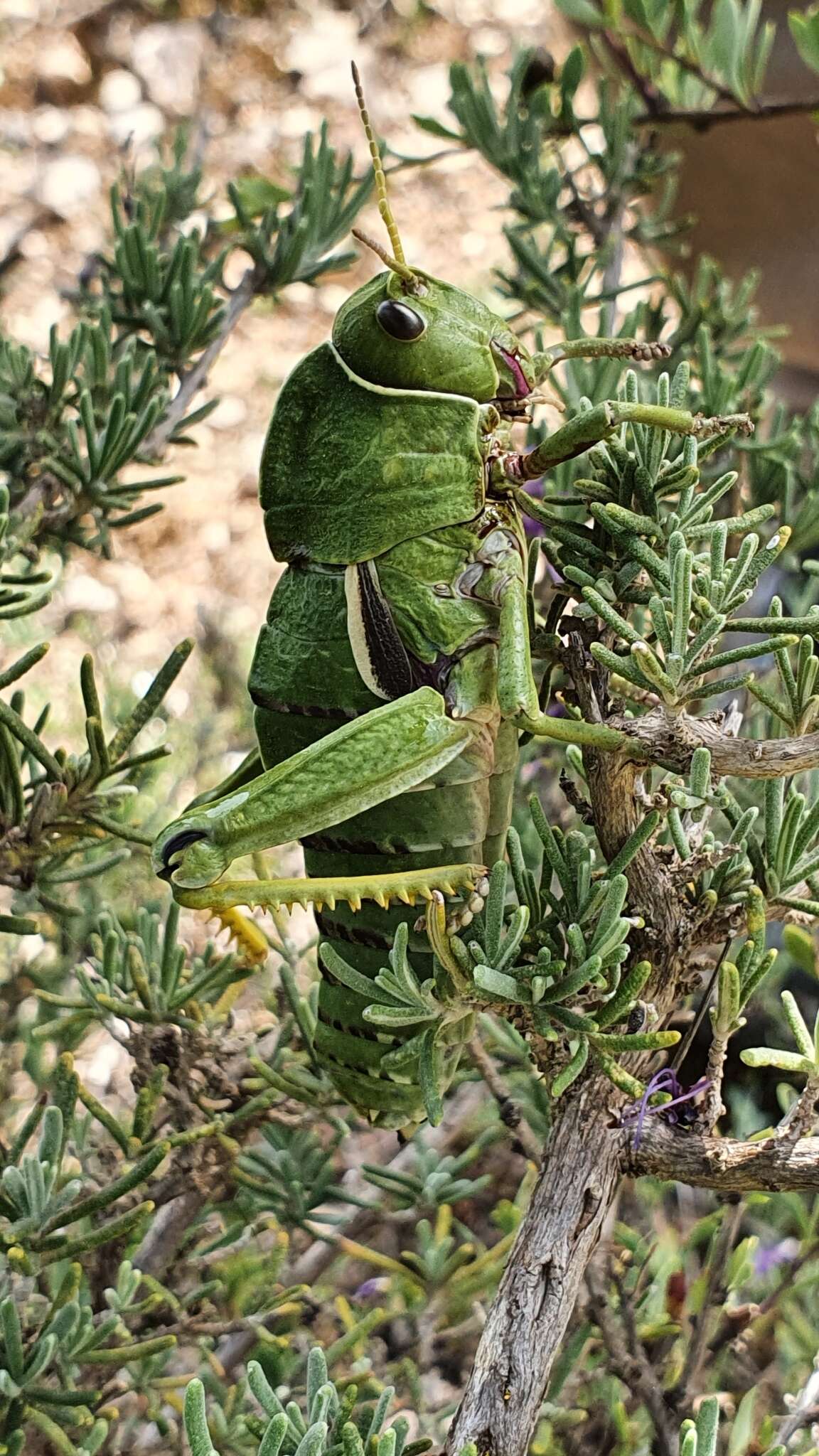 Image of Pamphagus milevitanus Benkenana & Massa 2017