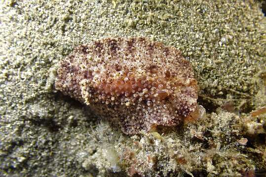 Image of Carminodoris nodulosa (Angas 1864)