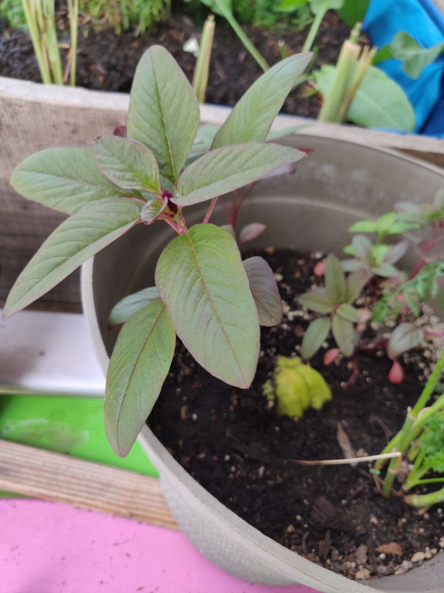 Amaranthus cruentus L. resmi