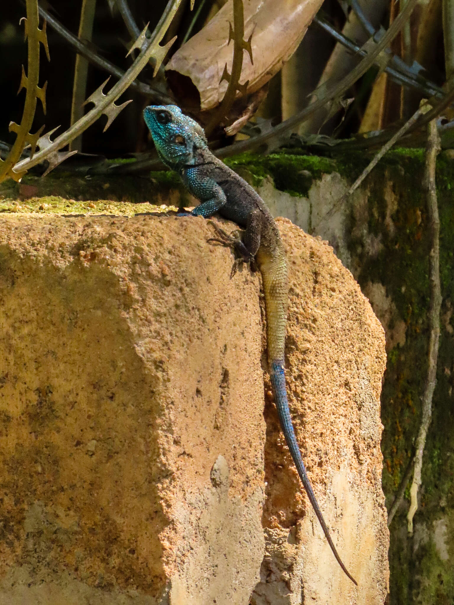 Acanthocercus ugandaensis (Klausewitz 1957) resmi