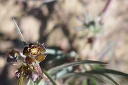 Image de Ceropegia minima (R. A. Dyer) Bruyns