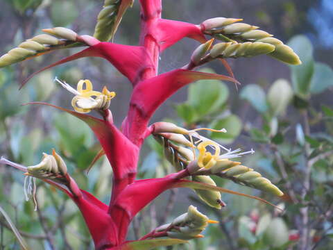 Imagem de Alcantarea geniculata (Wawra) J. R. Grant