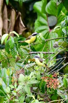 Image of Rusty-margined Flycatcher