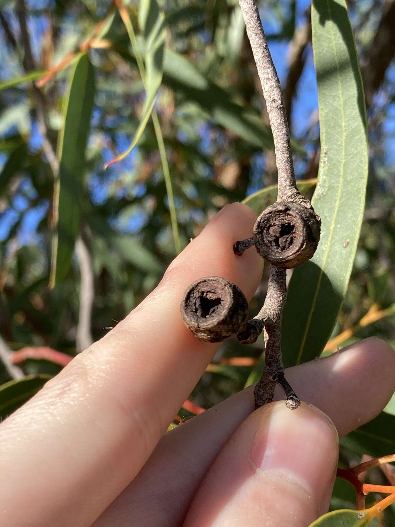 Image of Eucalyptus lateritica M. I. H. Brooker & S. D. Hopper